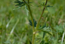 Trollius europaeus, Trolle d'Europe