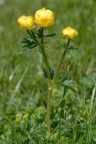 Trollius europaeus, Trolle d'Europe