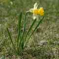 20090521_125056_cormoret.jpg
