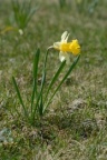 Narcissus pseudonarcissus, Jonquille