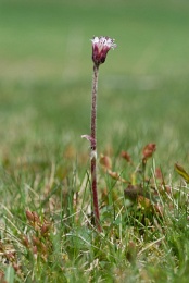 Homogyne alpina, Homogyne des Alpes
