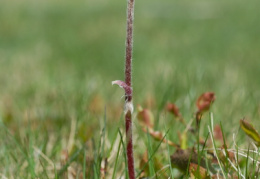 Homogyne alpina, Homogyne des Alpes