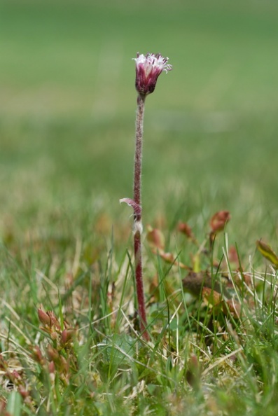 20090521_125822_cormoret.jpg