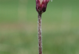 Homogyne alpina, Homogyne des Alpes