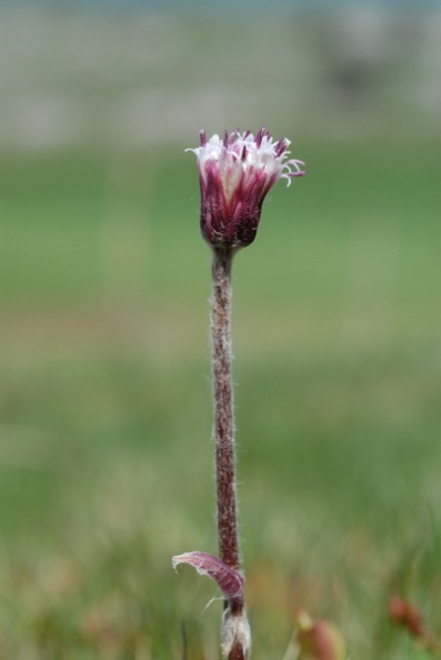 20090521_125946_cormoret.jpg