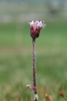 Homogyne alpina, Homogyne des Alpes