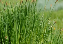 Carex cespitosa, Laiche gazonnante
