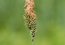 Carex cespitosa, Laiche gazonnante