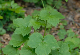 Ranunculus lanuginosus, Renoncule laineuse