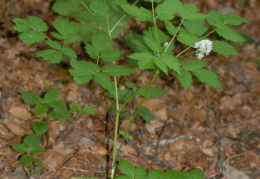 Actaea spicata, Actée en épi