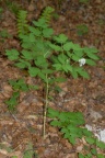 Actaea spicata, Actée en épi