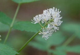 Actaea spicata, Actée en épi