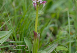 Orchis ustulata subsp. aestivalis, Orchis d'été