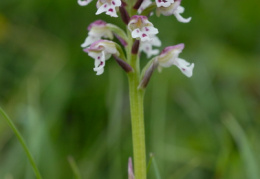 Orchis ustulata subsp. aestivalis, Orchis d'été