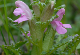 Pedicularis sylvatica, Pédiculaire des forêts