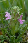 Pedicularis sylvatica, Pédiculaire des forêts