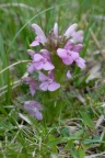 Pedicularis sylvatica, Pédiculaire des forêts