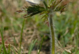 Pulsatilla alpina, Pulsatille des Alpes