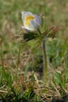 Pulsatilla alpina, Pulsatille des Alpes
