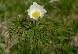 Pulsatilla alpina, Pulsatille des Alpes