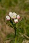 Anemone narcissiflora, Anémone à fleurs de narcisse