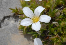 Arenaria grandiflora, Sabline à grandes fleurs