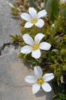 Arenaria grandiflora, Sabline à grandes fleurs