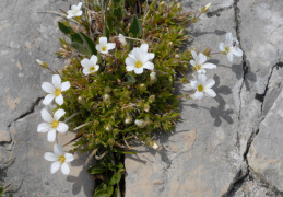 Arenaria grandiflora, Sabline à grandes fleurs