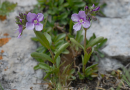 Veronica fruticans, Véronique buissonnante