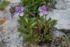 Veronica fruticans, Véronique buissonnante