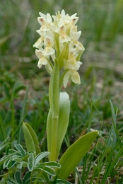 Dactylorhiza sambucina, Orchis à odeur de sureau