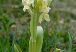 Dactylorhiza sambucina, Orchis à odeur de sureau