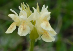 Dactylorhiza sambucina, Orchis à odeur de sureau