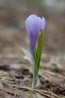 Crocus albiflorus, Crocus du printemps