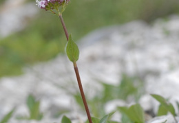 Valeriana montana, Valériane des montagnes