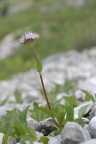 Valeriana montana, Valériane des montagnes