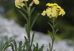 Erysimum ochroleucum, Vélar jaune pâle