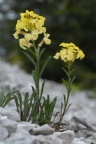 Erysimum ochroleucum, Vélar jaune pâle