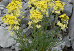 Erysimum ochroleucum, Vélar jaune pâle