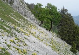 Erysimum ochroleucum, Vélar jaune pâle