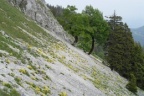Erysimum ochroleucum, Vélar jaune pâle