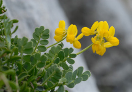 Coronilla vaginalis, Coronille engainante