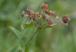 Bupleurum longifolium, Buplèvre à longues feuilles