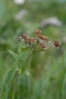 Bupleurum longifolium, Buplèvre à longues feuilles