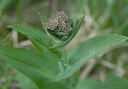 Bupleurum longifolium, Buplèvre à longues feuilles