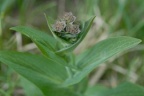 Bupleurum longifolium, Buplèvre à longues feuilles