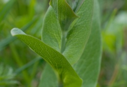 Bupleurum longifolium, Buplèvre à longues feuilles