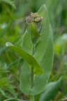 Bupleurum longifolium, Buplèvre à longues feuilles