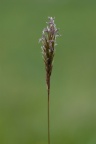 Anthoxanthum alpinum, Flouve des Alpes