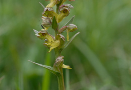 Coeloglossum viride, Orchis grenouille